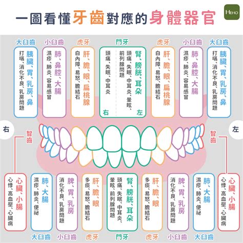 牙齒經絡圖|牙痛可能不只是牙齒問題！可能是體內器官發出的警訊｜圖解健康 